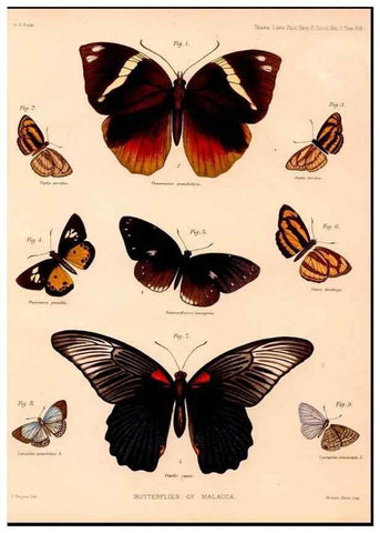 Reproducción/Reproduction 47951130807: The butterflies of Malacca /. London :The Society,1879.. 