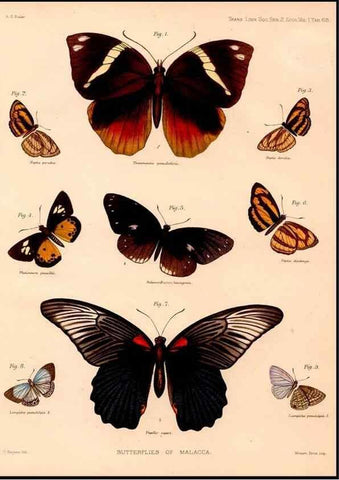 Reproducción/Reproduction 47951130807: The butterflies of Malacca /. London :The Society,1879.. 