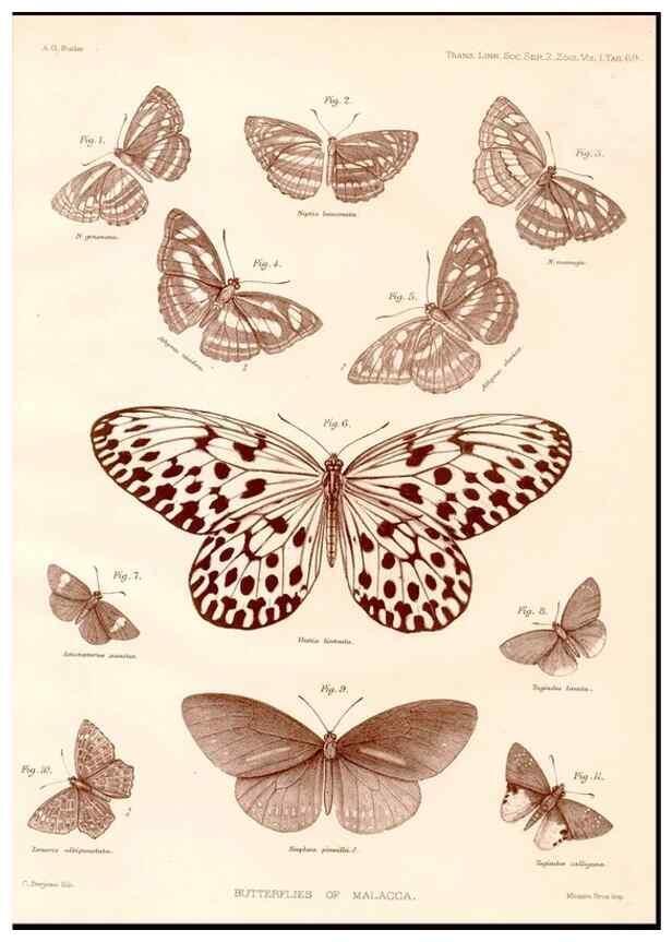 Reproducción/Reproduction 47951146828: The butterflies of Malacca /. London :The Society,1879.. 