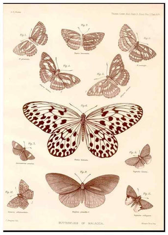Reproducción/Reproduction 47951146828: The butterflies of Malacca /. London :The Society,1879.. 