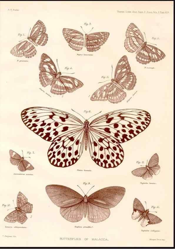 Reproducción/Reproduction 47951146828: The butterflies of Malacca /. London :The Society,1879.. 