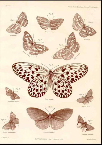 Reproducción/Reproduction 47951146828: The butterflies of Malacca /. London :The Society,1879.. 