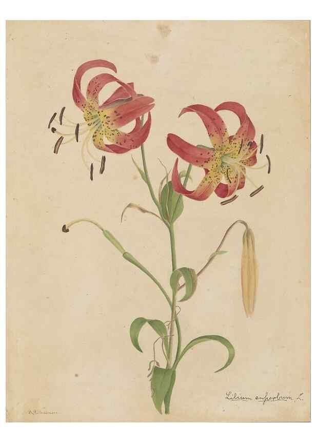 Reproducción/Reproduction 47965045237: Deborah Griscom Passmore watercolor album.. [ca. 1911]. 