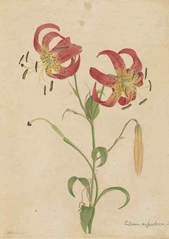 Reproducción/Reproduction 47965045237: Deborah Griscom Passmore watercolor album.. [ca. 1911]. 