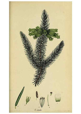 Reproducción/Reproduction 46954248455: The heathery, or, A monograph of the genus Erica :. London :Henry G. Bohn,1845.. 