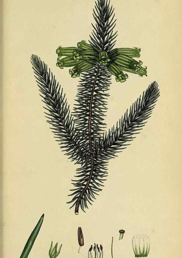 Reproducción/Reproduction 46954248455: The heathery, or, A monograph of the genus Erica :. London :Henry G. Bohn,1845.. 
