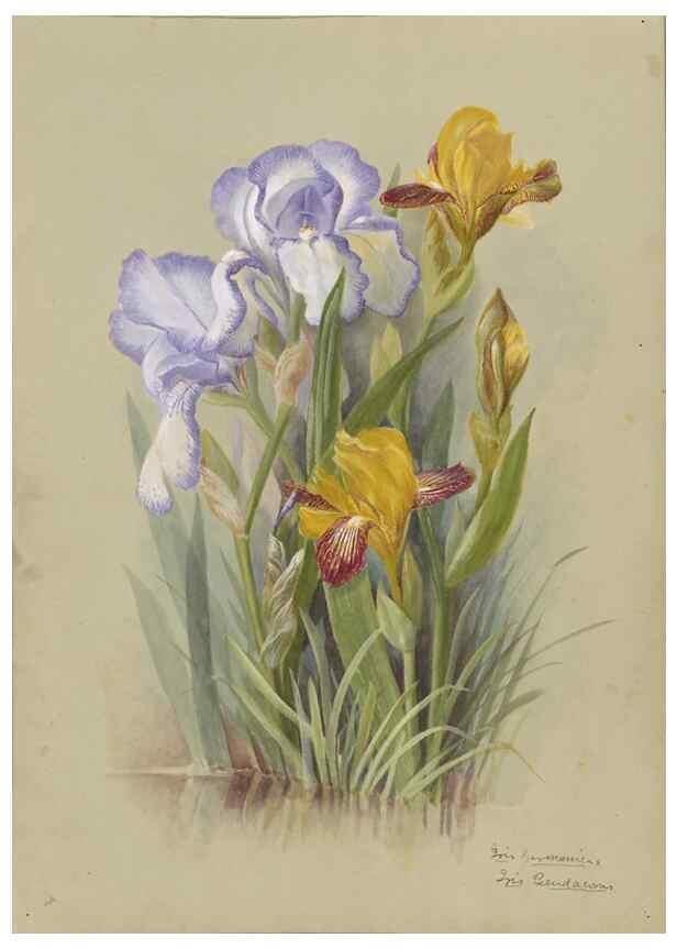 Reproducción/Reproduction 47965102006: Deborah Griscom Passmore watercolor album.. [ca. 1911]. 