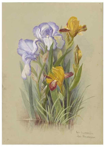 Reproducción/Reproduction 47965102006: Deborah Griscom Passmore watercolor album.. [ca. 1911]. 