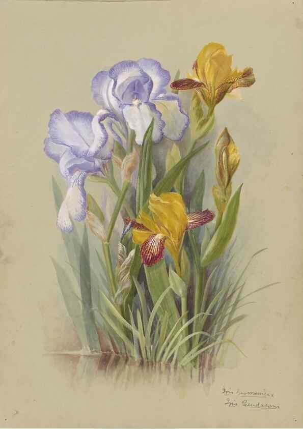 Reproducción/Reproduction 47965102006: Deborah Griscom Passmore watercolor album.. [ca. 1911]. 