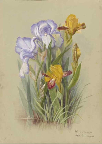 Reproducción/Reproduction 47965102006: Deborah Griscom Passmore watercolor album.. [ca. 1911]. 