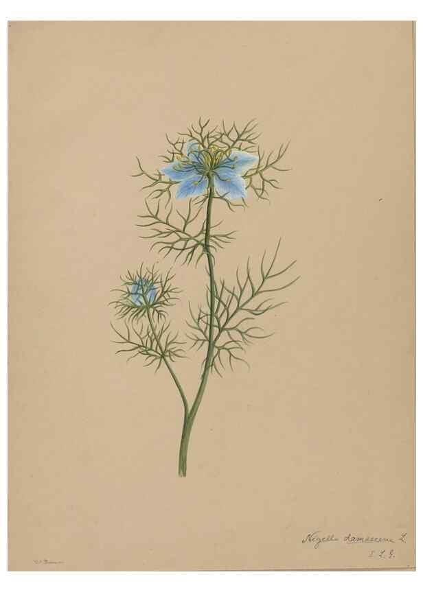 Reproducción/Reproduction 47965102811: Deborah Griscom Passmore watercolor album.. [ca. 1911]. 