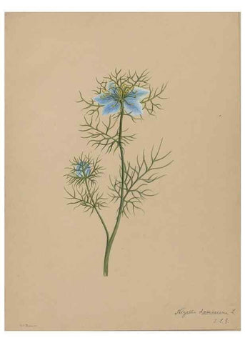 Reproducción/Reproduction 47965102811: Deborah Griscom Passmore watercolor album.. [ca. 1911]. 