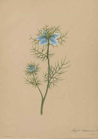Reproducción/Reproduction 47965102811: Deborah Griscom Passmore watercolor album.. [ca. 1911]. 