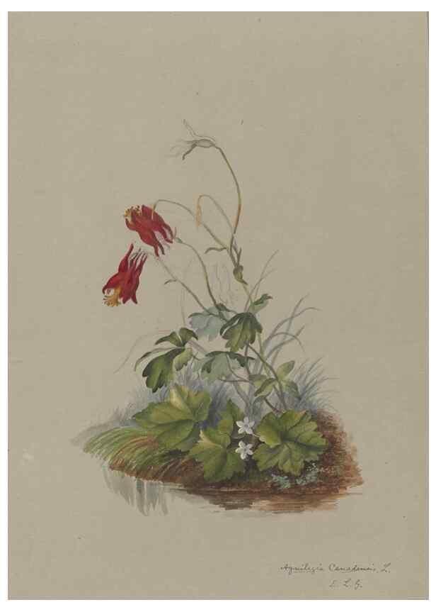 Reproducción/Reproduction 47965103176: Deborah Griscom Passmore watercolor album.. [ca. 1911]. 