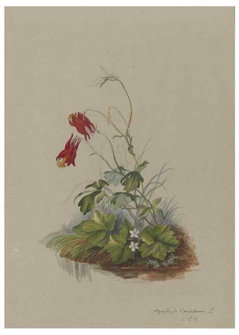 Reproducción/Reproduction 47965103176: Deborah Griscom Passmore watercolor album.. [ca. 1911]. 