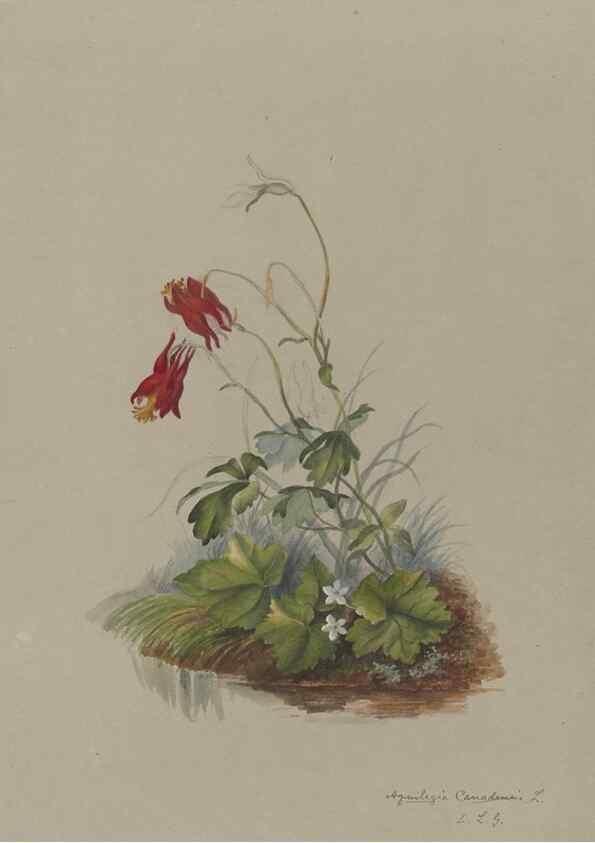 Reproducción/Reproduction 47965103176: Deborah Griscom Passmore watercolor album.. [ca. 1911]. 