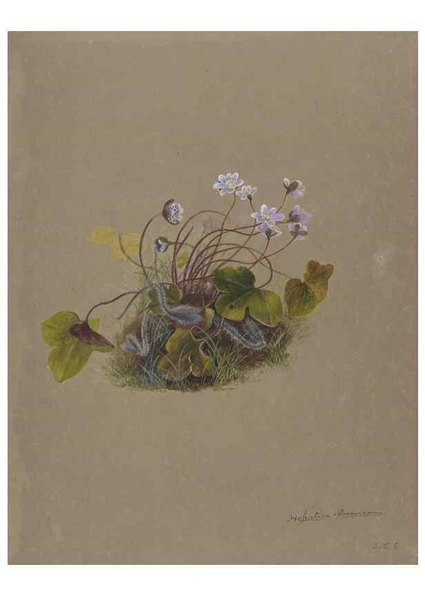 Reproducción/Reproduction 47965071353: Deborah Griscom Passmore watercolor album.. [ca. 1911]. 