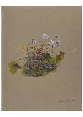 Reproducción/Reproduction 47965071353: Deborah Griscom Passmore watercolor album.. [ca. 1911]. 