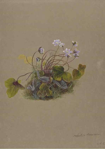Reproducción/Reproduction 47965071353: Deborah Griscom Passmore watercolor album.. [ca. 1911]. 