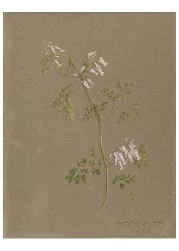 Reproducción/Reproduction 47965047447: Deborah Griscom Passmore watercolor album.. [ca. 1911]. 