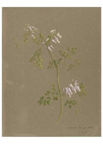 Reproducción/Reproduction 47965047447: Deborah Griscom Passmore watercolor album.. [ca. 1911]. 