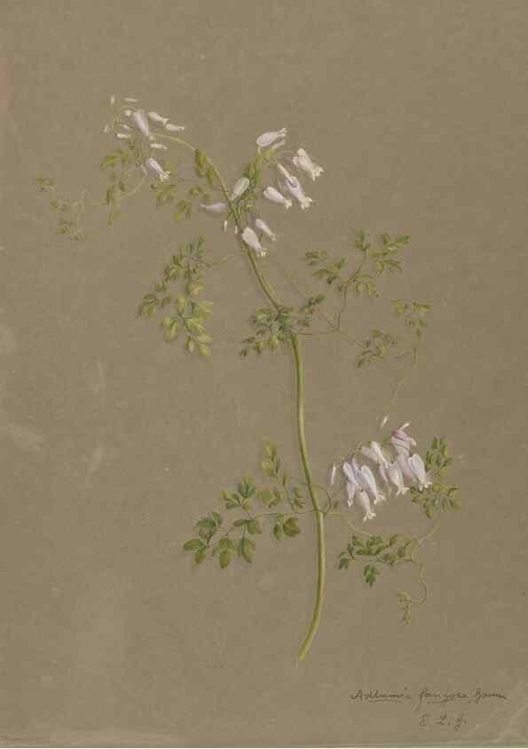 Reproducción/Reproduction 47965047447: Deborah Griscom Passmore watercolor album.. [ca. 1911]. 
