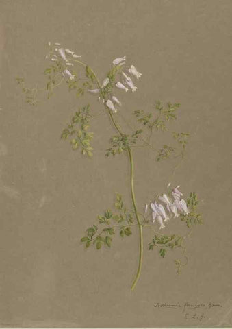 Reproducción/Reproduction 47965047447: Deborah Griscom Passmore watercolor album.. [ca. 1911]. 