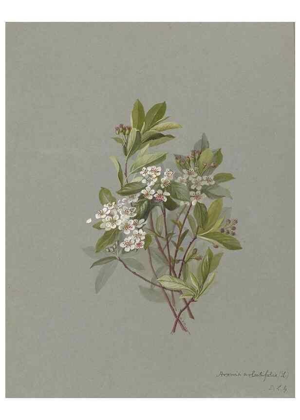 Reproducción/Reproduction 47965072043: Deborah Griscom Passmore watercolor album.. [ca. 1911]. 