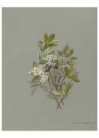 Reproducción/Reproduction 47965072043: Deborah Griscom Passmore watercolor album.. [ca. 1911]. 