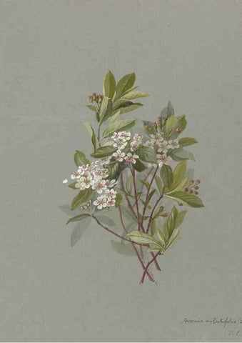 Reproducción/Reproduction 47965072043: Deborah Griscom Passmore watercolor album.. [ca. 1911]. 