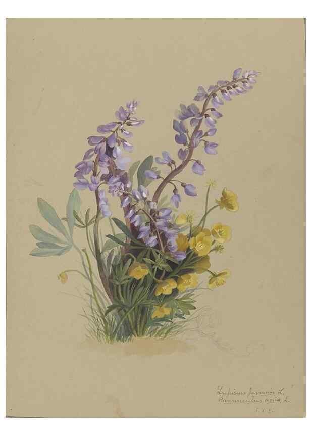 Reproducción/Reproduction 47965048127: Deborah Griscom Passmore watercolor album.. [ca. 1911]. 