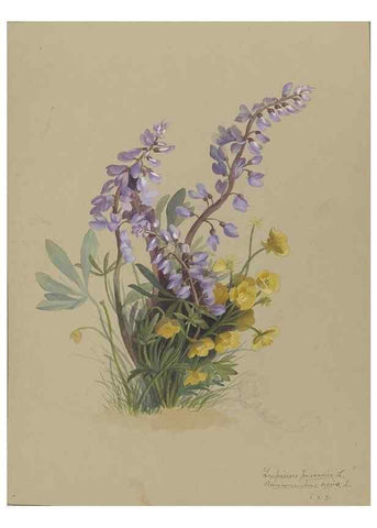 Reproducción/Reproduction 47965048127: Deborah Griscom Passmore watercolor album.. [ca. 1911]. 