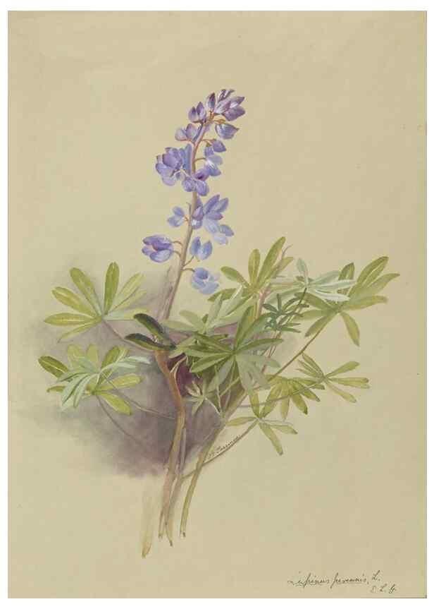 Reproducción/Reproduction 47965072713: Deborah Griscom Passmore watercolor album.. [ca. 1911]. 