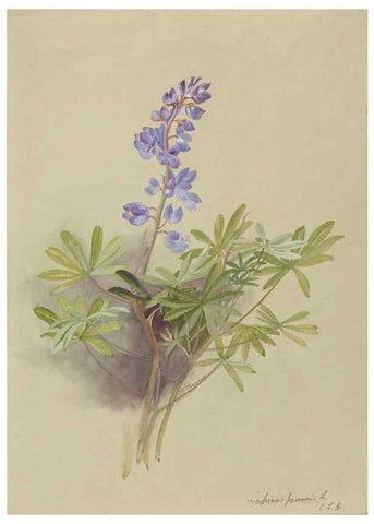 Reproducción/Reproduction 47965072713: Deborah Griscom Passmore watercolor album.. [ca. 1911]. 