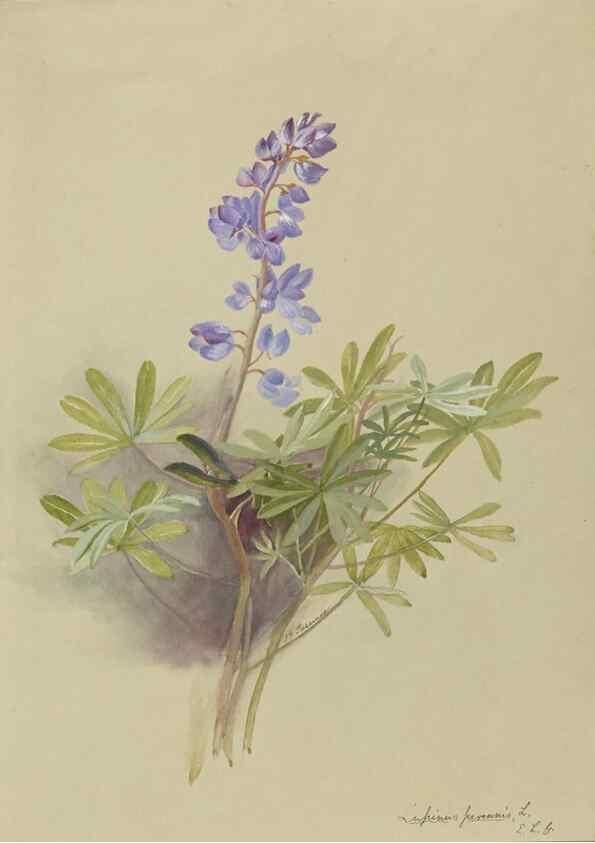 Reproducción/Reproduction 47965072713: Deborah Griscom Passmore watercolor album.. [ca. 1911]. 