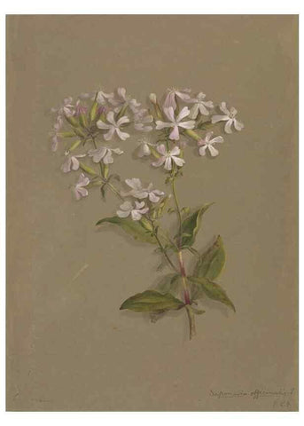 Reproducción/Reproduction 47965070358: Deborah Griscom Passmore watercolor album.. [ca. 1911]. 