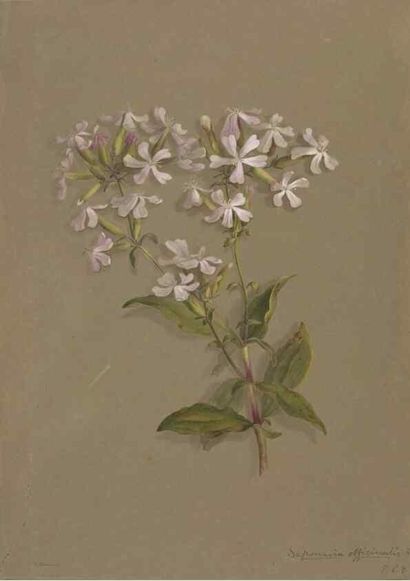Reproducción/Reproduction 47965070358: Deborah Griscom Passmore watercolor album.. [ca. 1911]. 