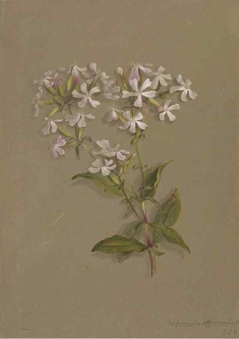 Reproducción/Reproduction 47965070358: Deborah Griscom Passmore watercolor album.. [ca. 1911]. 