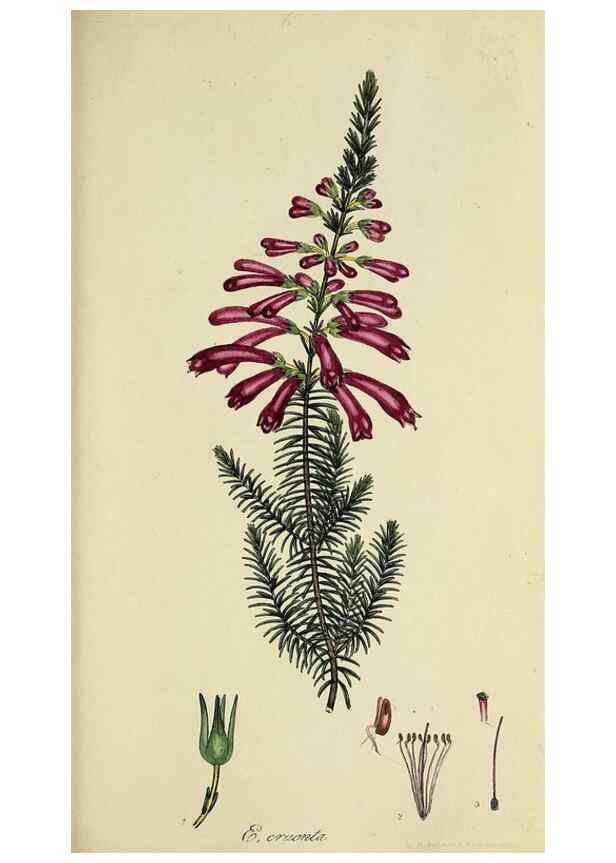 Reproducción/Reproduction 32926302497: The heathery, or, A monograph of the genus Erica :. London :Henry G. Bohn,1845.. 