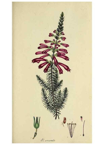 Reproducción/Reproduction 32926302497: The heathery, or, A monograph of the genus Erica :. London :Henry G. Bohn,1845.. 