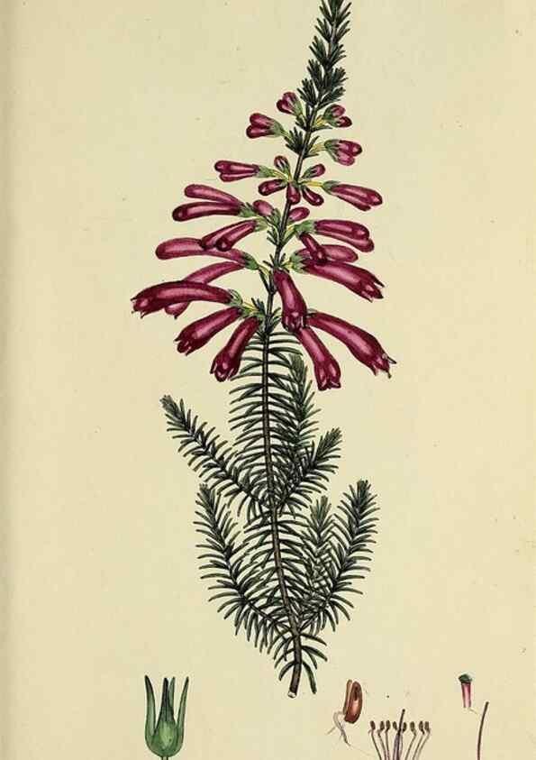 Reproducción/Reproduction 32926302497: The heathery, or, A monograph of the genus Erica :. London :Henry G. Bohn,1845.. 