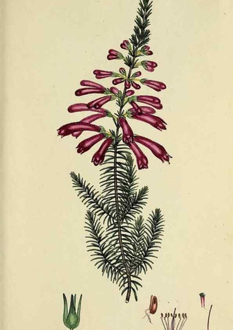 Reproducción/Reproduction 32926302497: The heathery, or, A monograph of the genus Erica :. London :Henry G. Bohn,1845.. 