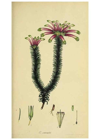 Reproducción/Reproduction 47081080654: The heathery, or, A monograph of the genus Erica :. London :Henry G. Bohn,1845.. 