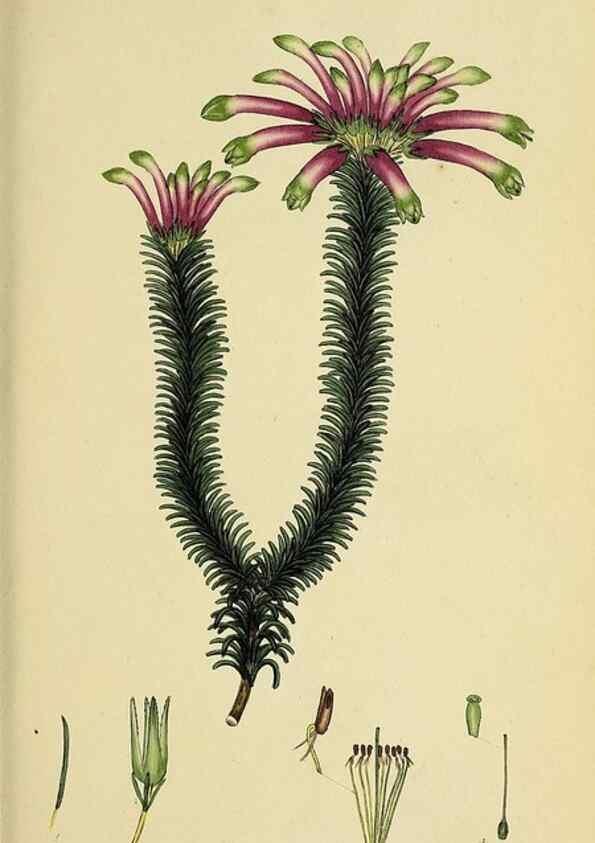 Reproducción/Reproduction 47081080654: The heathery, or, A monograph of the genus Erica :. London :Henry G. Bohn,1845.. 