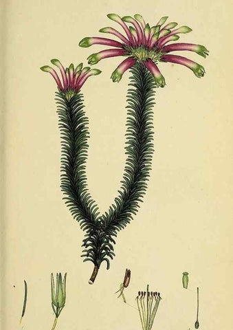 Reproducción/Reproduction 47081080654: The heathery, or, A monograph of the genus Erica :. London :Henry G. Bohn,1845.. 