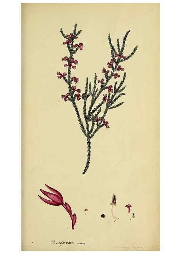 Reproducción/Reproduction 33993209958: The heathery, or, A monograph of the genus Erica :. London :Henry G. Bohn,1845.. 