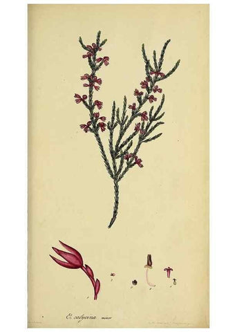 Reproducción/Reproduction 33993209958: The heathery, or, A monograph of the genus Erica :. London :Henry G. Bohn,1845.. 