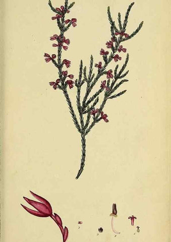 Reproducción/Reproduction 33993209958: The heathery, or, A monograph of the genus Erica :. London :Henry G. Bohn,1845.. 