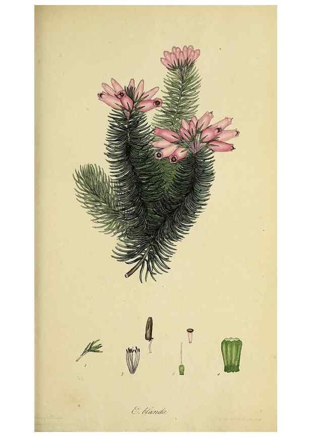 Reproducción/Reproduction 46954231115: The heathery, or, A monograph of the genus Erica :. London :Henry G. Bohn,1845.. 