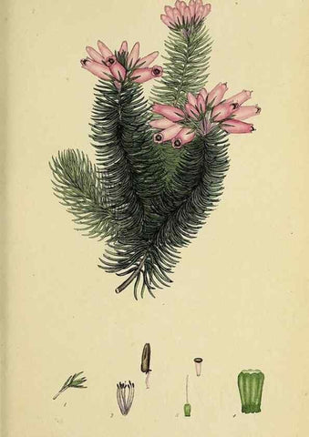 Reproducción/Reproduction 46954231115: The heathery, or, A monograph of the genus Erica :. London :Henry G. Bohn,1845.. 